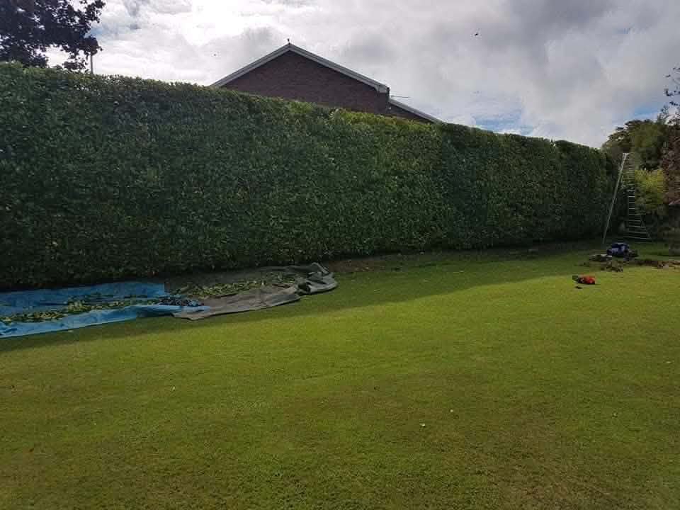 A tall, freshly cut conifer hedge along the edge of a large lawn