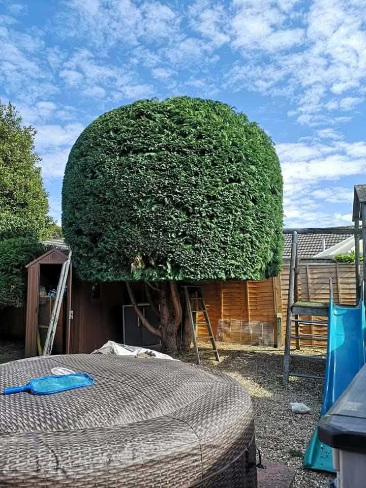 A tree with its crown clipped into a neat dome above a garden shed