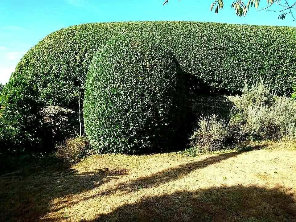 A long hedge freshly cut and shaped, with a rounded section in front